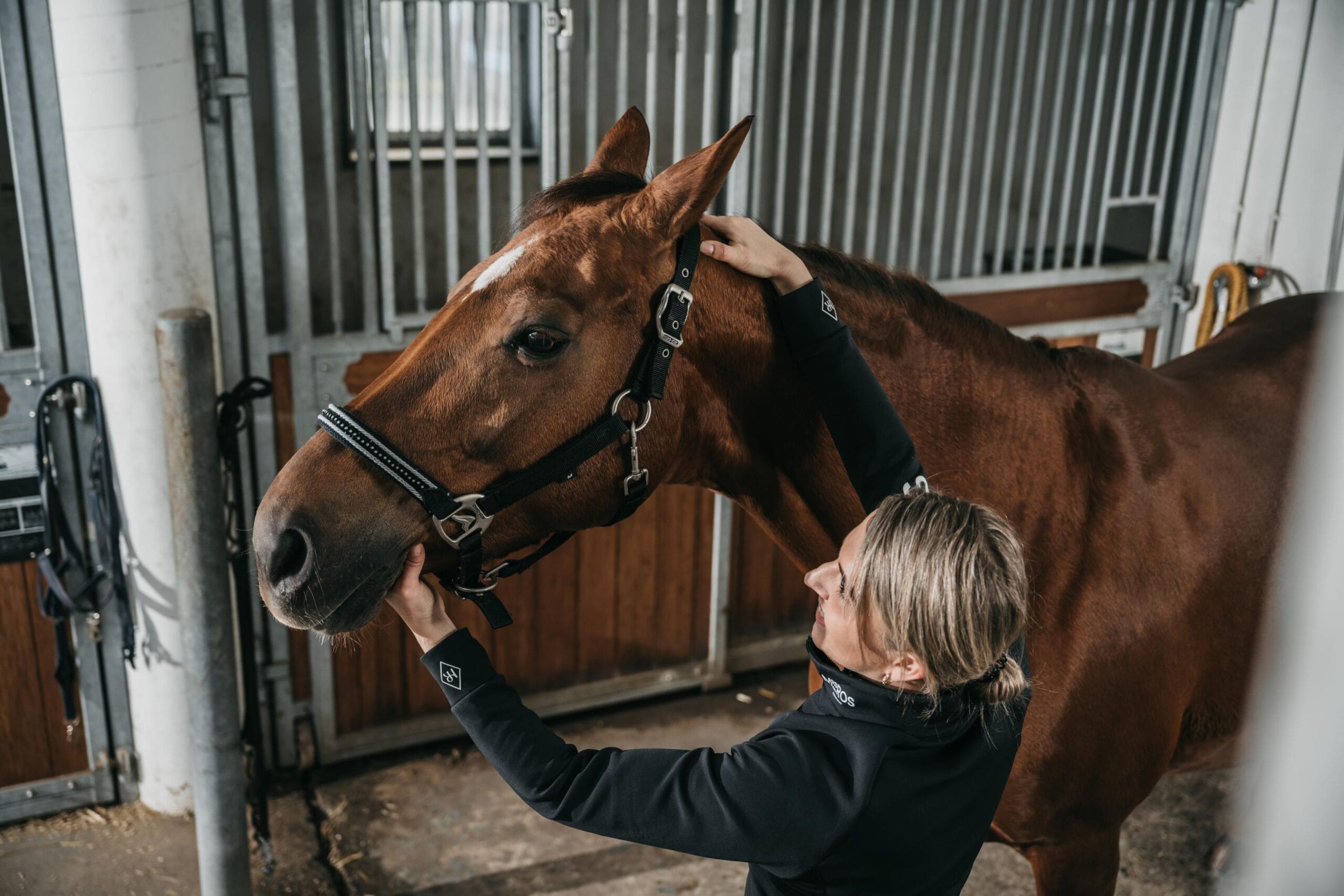 Fysiobehandeling voor paarden Utrecht & Zuid Holland