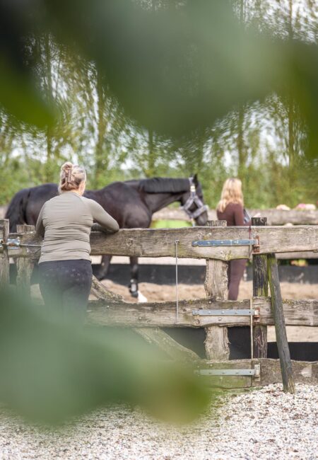 Koster Revalidatie en Fysiotherapie voor paarden Revalidatie centrum locatie paarden utrecht en zuid holland