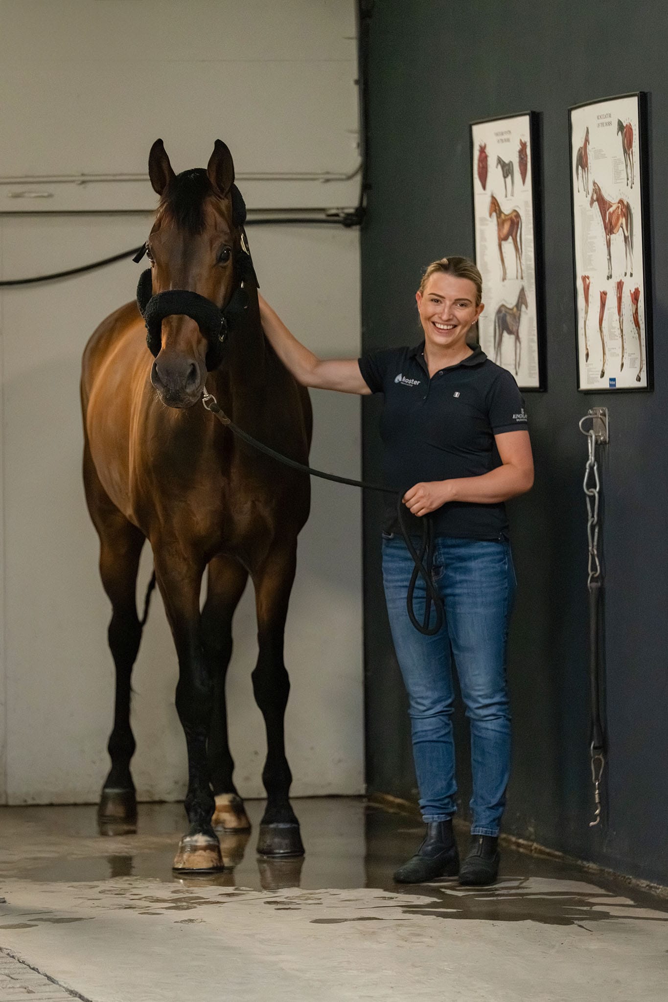 Paarden fysiotherapeut utrecht en zuid holland